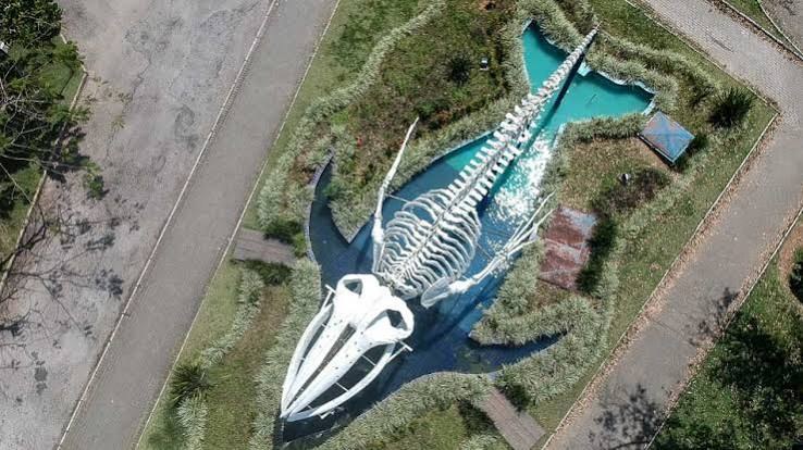 Esqueleto de baleia jubarte visto de cima na Praça da Baleia